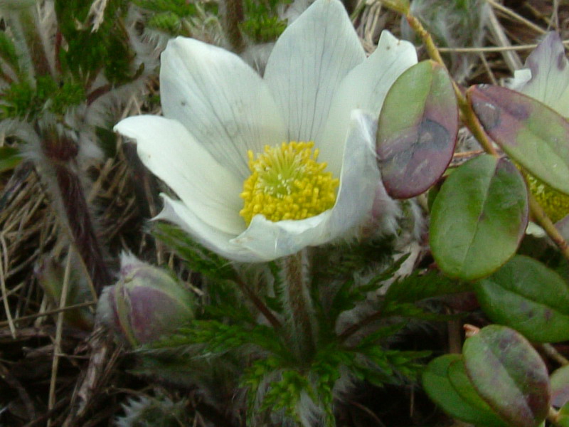 Pulsatilla alpina / Pulsatilla alpina